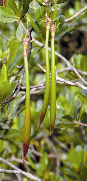 紅樹植物秋茄(kandelia obovata)顯胎生髮育過程形態學觀察及轉錄組